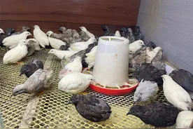 乌兰浩特：张宏志的小芦丁鸡带来大愿景图片