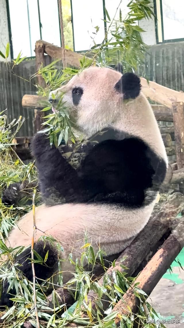 上海动物园的高颜值图鉴