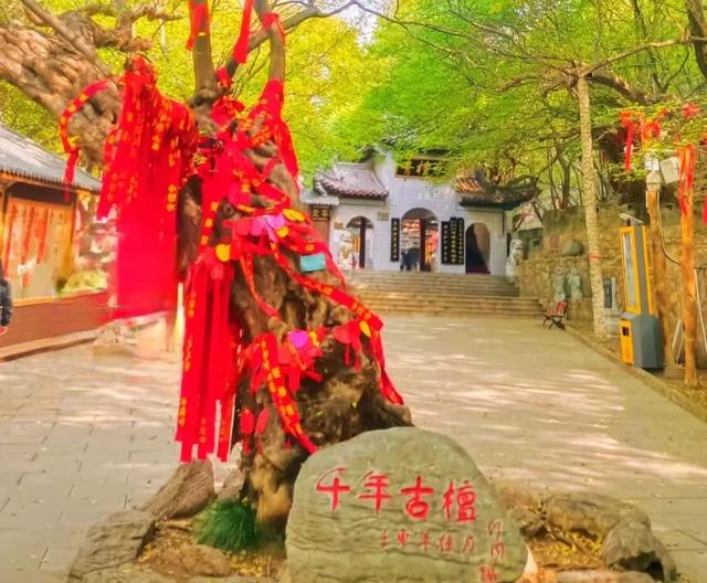 九九重阳 情暖青檀 | 陪父母寻一场秋日最诗意的慢旅行
