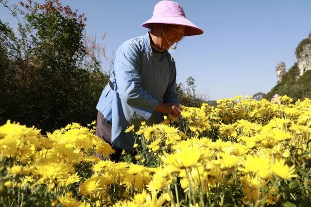 乡游黔中 · 长顺县 付家院村丨金菊翻浪映秋色,品味沉淀的时光