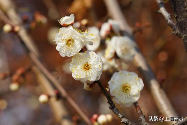 快看！奉城惊现罕见景致→