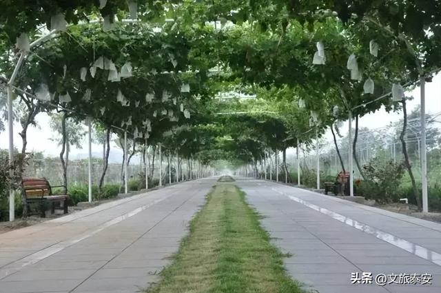 挖红薯！水果采摘！亲子牧场！来泰安，这场松弛感拉满的 “村游” 等你开启！