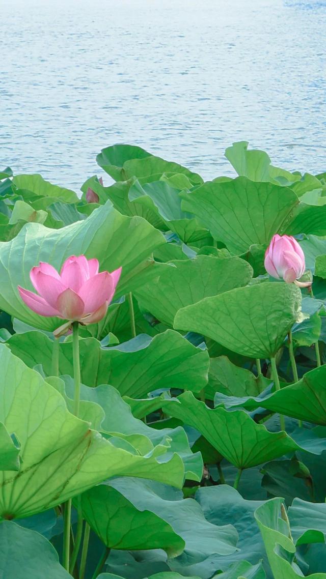 “荷”你相遇！惊艳了这个夏至~
