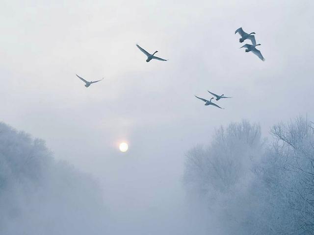 伊宁天鹅泉湿地公园：冬日里的生态诗画