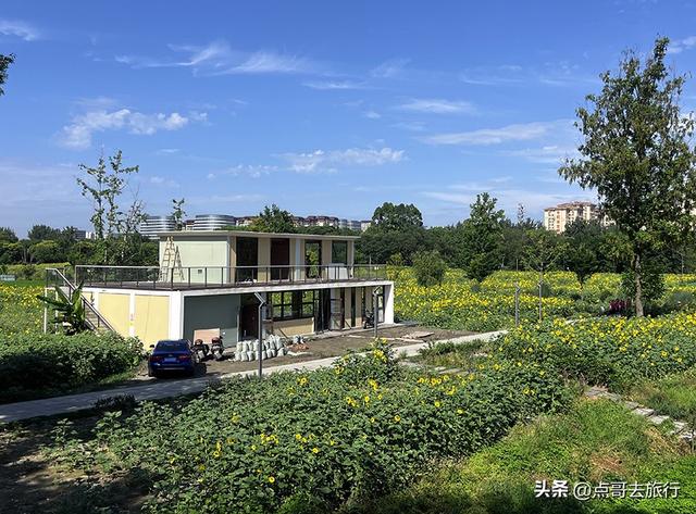 成都坐地铁最新赏花地，近百亩金色花田，超级惊艳，不要门票！