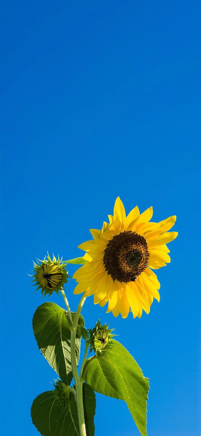 手机壁纸|iOS自然风光美景