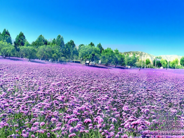 永靖马鞭草花海醉游人