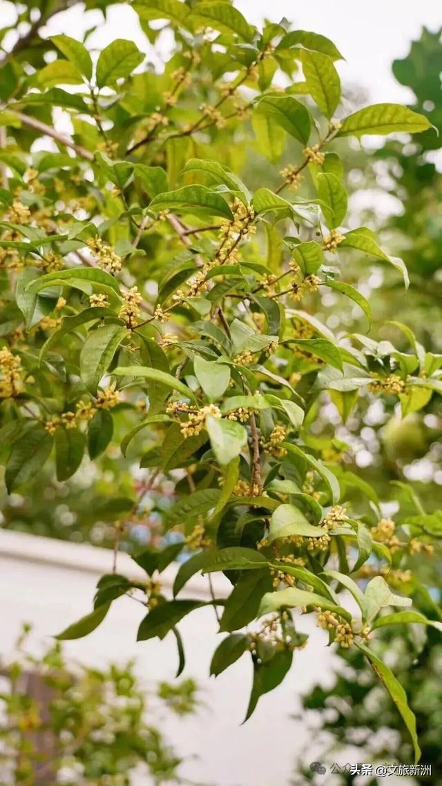双节畅游新洲 | 粉的、紫的、金黄的…...新洲花海美成秋天童话！国庆假期来打卡~