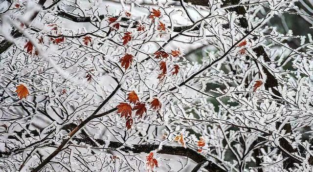 初雪的四方山：雾凇遍野 琼枝满山
