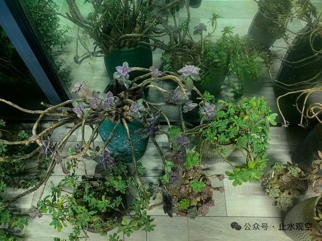 结婚三十年，我没送过玫瑰，但陪她搬了上万次“心头肉	”