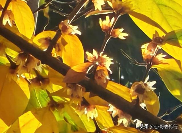 成都唐代园林梅花开了，被严重冷落，红墙青瓦，美到震撼！