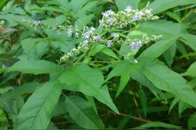 大自然的怀抱里，一种具有独特魔力的植物——黄荆树图片