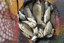 野钓鲫鱼用几号钩？走出误区，鱼钩不是越小越好图片