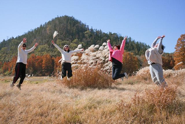 安徽黄山：茶儿垅水杉林进入最佳观赏期