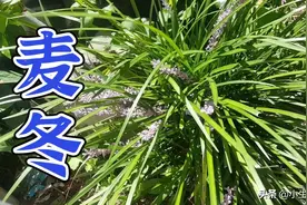 药用草本——麦冬图片