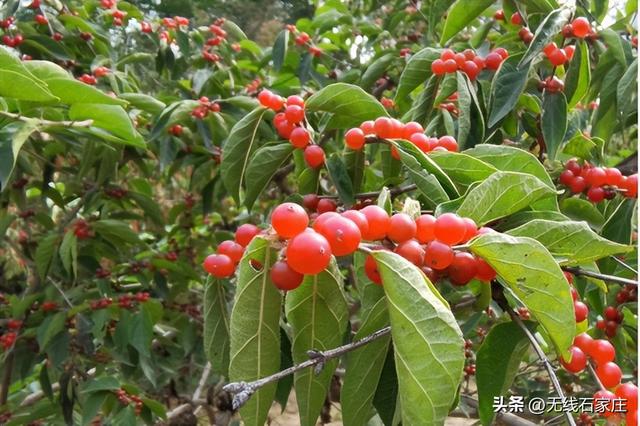 一叶知秋！2025年石家庄市城区赏秋指南来啦 这些地方别错过