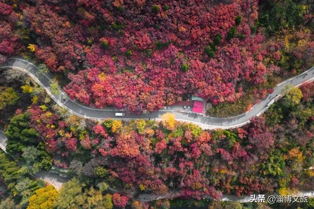 收藏！最美的11月游淄博，这些景区通通免费或优惠！