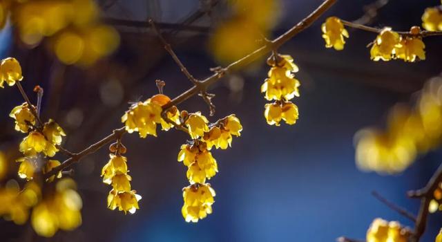 济南第一波蜡梅开了！这些赏梅地，赶紧冲！
