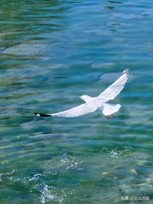 拍爽了！在拉萨的朋友，马上去这里！免费！