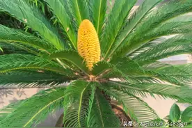 “客厅种3树，不富也有福”，不是迷信，是老一辈人的经验图片