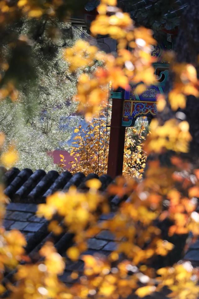 避开人从众！门头沟这里的秋，人少景美，一秒治愈！