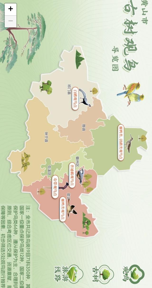 古树观鸟“宝藏图鉴”,带您指尖出发!解码年轮密码,捕捉飞鸟轨迹~ | 皖美夏日