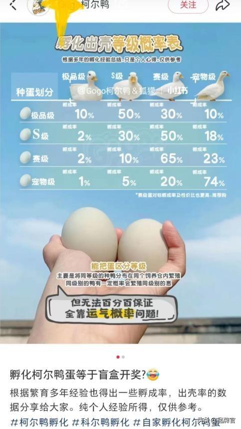“鸭中爱马仕”跌落神坛，从上万一只到300元甩卖无人在意！