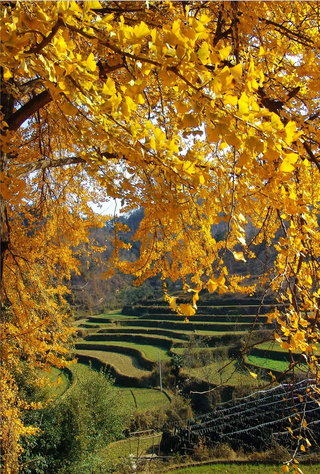 接下来的安陆，含“金”量超标！