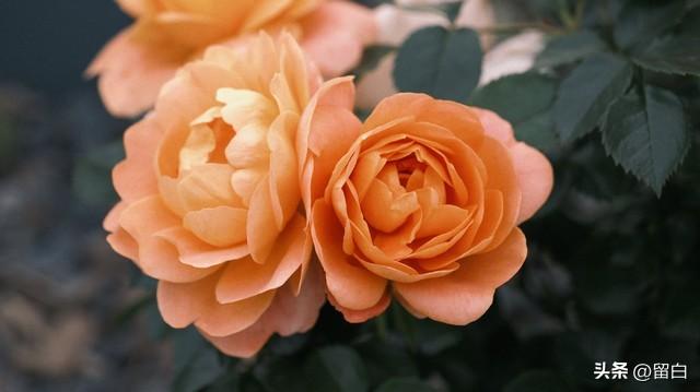 情感爆文：《十八岁的天空会不会下雨呢？》