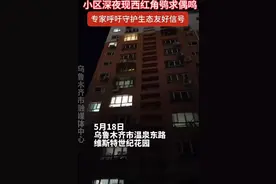 乌鲁木齐一小区夜间频现奇特鸣叫声，经鉴定声音来自西红角鸮图片