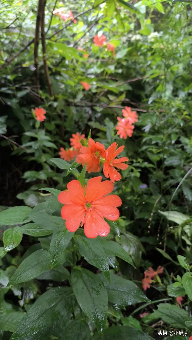 来呀，去白云山看金莲花，辽阳县大黑山风景区境内的白云山