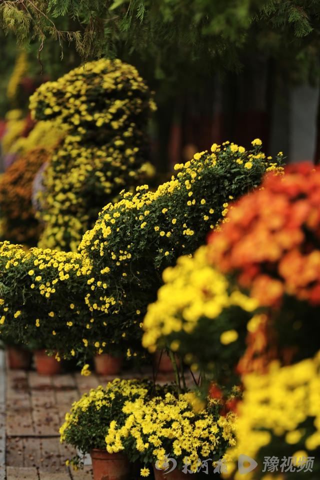 周口：重阳赏菊正当时 千年古陵飘菊香