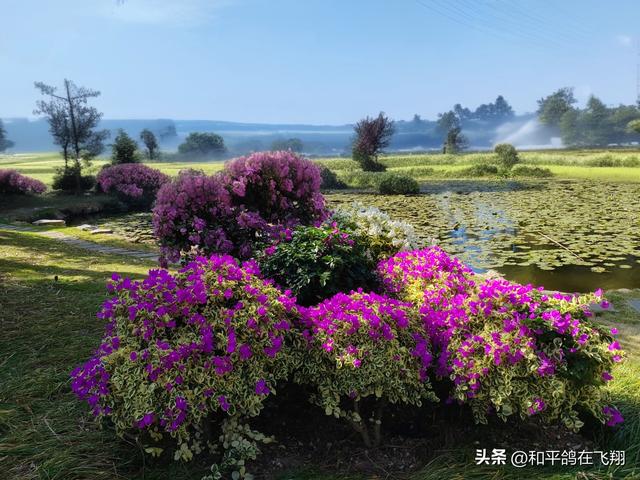 厦门植物园：邂逅自然的绮梦