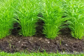 空心菜种植全攻略：何时种？怎么种的好？怎样施肥嫩？图片