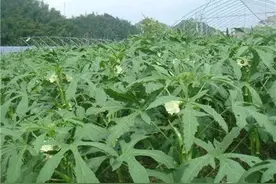 被誉为“植物伟哥”的秋葵，品种较多，种植起来一点也不难图片
