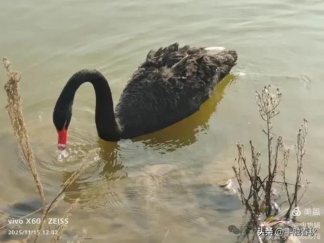 苇风载秋,鹤影映波——河北黄骅南大港湿地的初冬漫游| 申艳娟