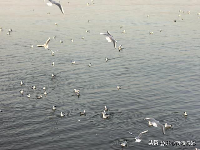 走，去渤海湾看候鸟…