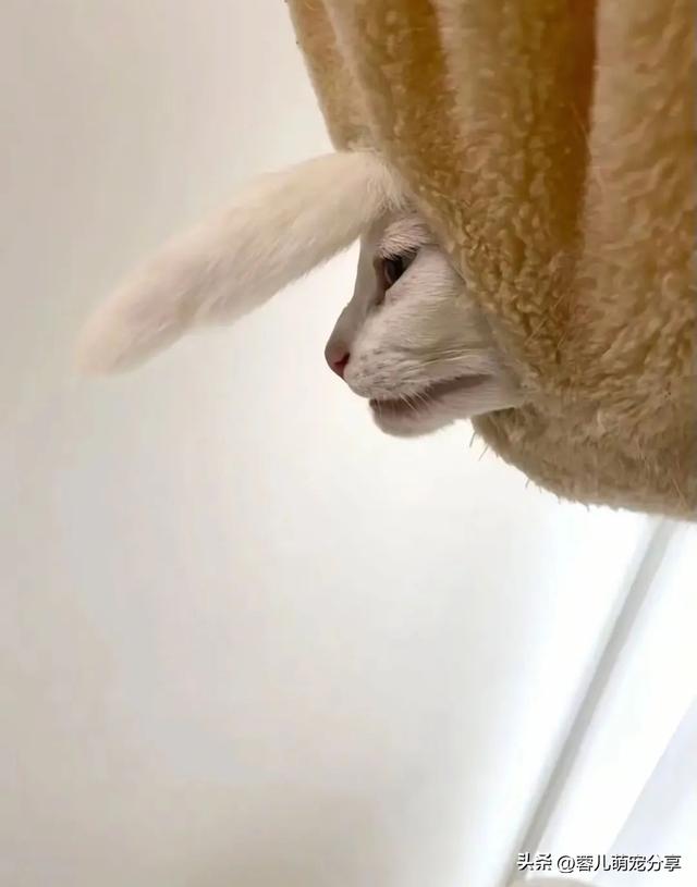 妹子说被一只猫油腻到，寻思能有多油，结果…哈哈哈我投降！