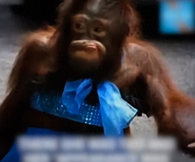 被锁暗室6年：剃毛穿丝袜当玩物，惨状撕开人类伪善面具