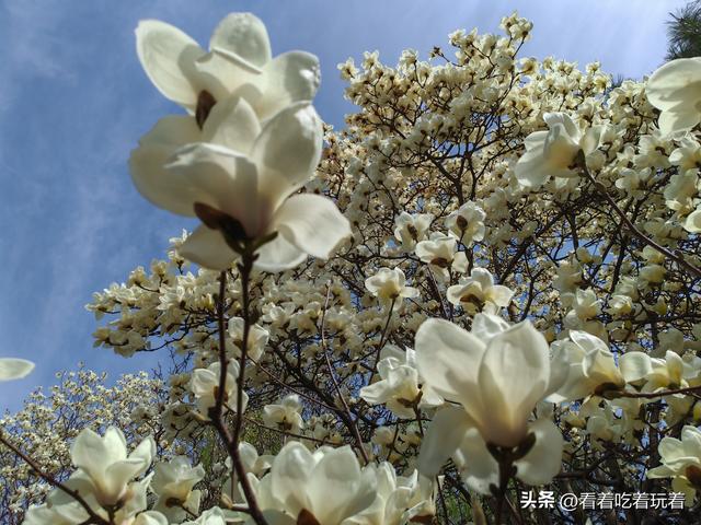 北京公园赏花记