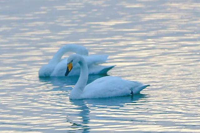 河南三门峡：天鹅湖晨曲