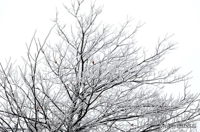 绝美!三江大塘坳惊现“琉璃仙境”!