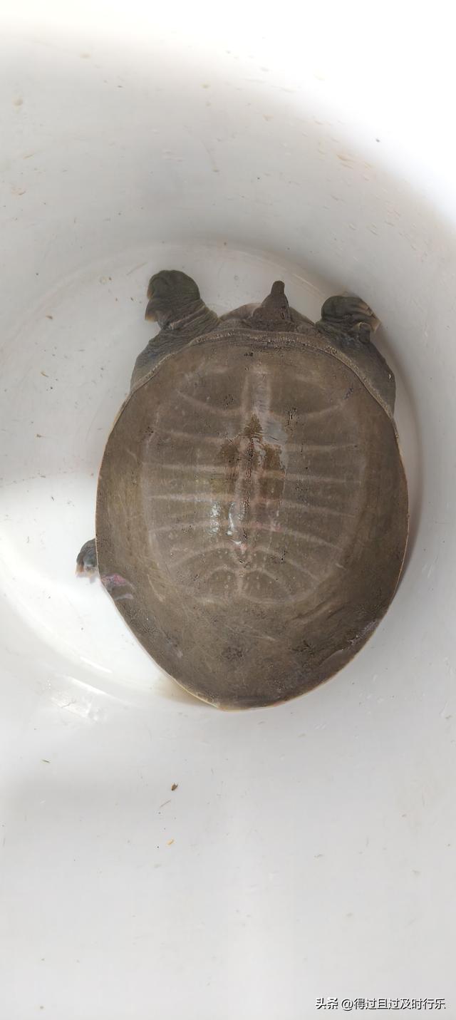 品味鄱阳湖大闸蟹，感受秋天的鲜美