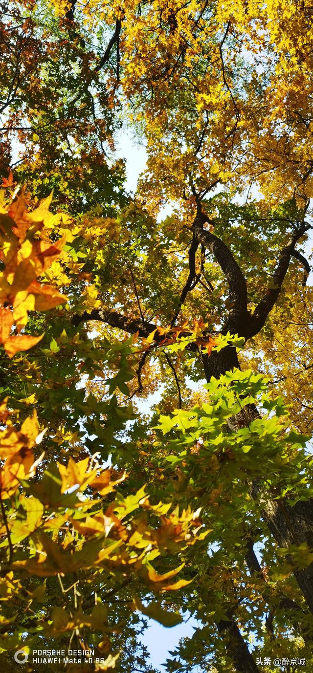 颐和园的枫叶红了