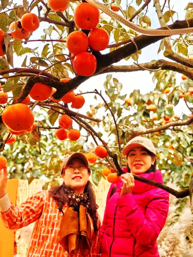 桂林：不入柿园，怎知秋色几许！