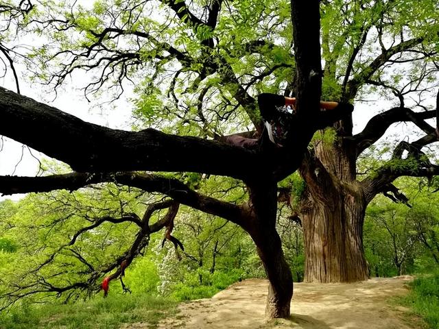 四川成都古柳倾倒致两人受伤，百年古树为何会腐烂空心？