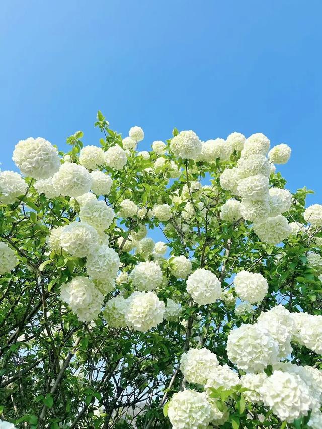 藏不住了！萧山的春天，美到犯规！