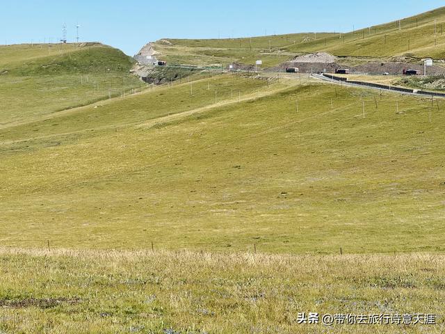 甘南郭莽湿地的野生自然风光