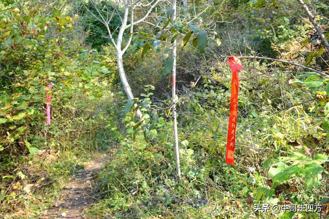 延庆应梦寺（五）：山巅极目收千嶂，林海听风涤尘心