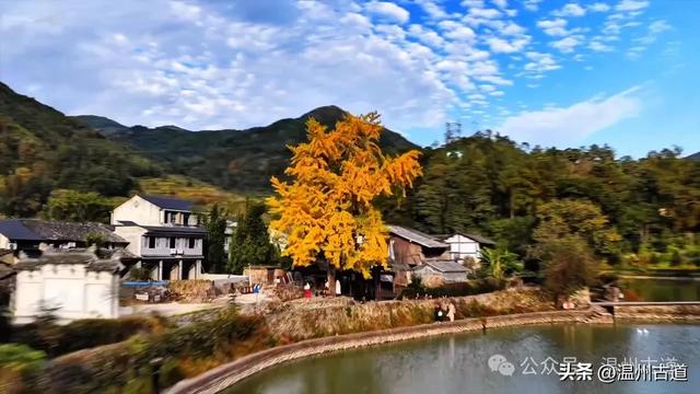 温州这棵网红古银杏黄的正艳，错过待来年了！